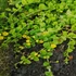 Lysimachia nummularia – Pénzlevelű lizinka
