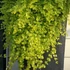 Lysimachia nummularia – Pénzlevelű lizinka