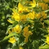 Lysimachia punctata 'Hometown Hero' - Pettyegetett lizinka