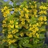Lysimachia punctata 'Hometown Hero' - Pettyegetett lizinka