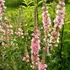 Lythrum salicaria 'Pink Blush' – Réti füzény