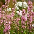 Lythrum salicaria 'Pink Blush' – Réti füzény