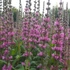 Lythrum salicaria 'Pink Blush' – Réti füzény