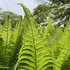 Matteuccia struthiopteris - Európai struccpáfrány
