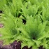 Matteuccia struthiopteris - Európai struccpáfrány