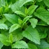 Melissa officinalis – Citromfű