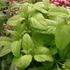 Melissa officinalis – Citromfű