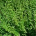 Melissa officinalis – Citromfű