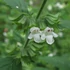 Melissa officinalis – Citromfű
