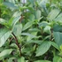 Mentha arvensis 'Thai' – Mezei menta