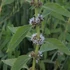 Mentha arvensis 'Thai' – Mezei menta