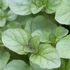 Mentha piperita 'Bergamot' – Borsmenta