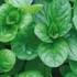 Mentha piperita 'Bergamot' – Borsmenta
