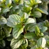 Mentha piperita 'Bergamot' – Borsmenta