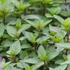 Mentha spicata 'Black Spearmint' – Menta