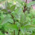 Mentha spicata 'Black Spearmint' – Menta