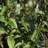 Mentha spicata 'Black Spearmint' – Menta