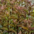 Mentha spicata 'Black Spearmint' – Menta