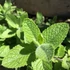 Mentha suaveolens – Alma illatú menta