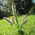 Mentha suaveolens – Alma illatú menta