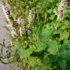 Mentha suaveolens – Alma illatú menta