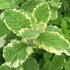 Mentha suaveolens 'Variegata' – Menta