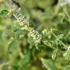 Mentha suaveolens 'Variegata' – Menta