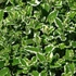 Mentha suaveolens 'Variegata' – Menta