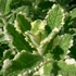 Mentha suaveolens 'Variegata' – Menta