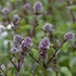 Mentha x piperita 'Agnes' – Borsmenta