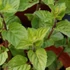 Mentha x piperita 'Agnes' – Borsmenta