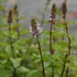Mentha x piperita 'Agnes' – Borsmenta