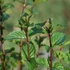 Mentha x piperita 'Agnes' – Borsmenta