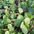 Mentha x piperita 'Orange' – Borsmenta