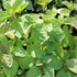 Mentha x piperita 'Orange' – Borsmenta