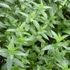 Mentha spicata 'Crispa' - Fodormenta