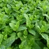 Mentha 'Maroccan' - Marokkói menta