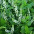 Mentha 'Maroccan' - Marokkói menta
