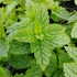 Mentha 'Maroccan' - Marokkói menta