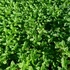 Mentha 'Maroccan' - Marokkói menta