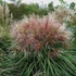 Miscanthus sinensis 'Polonus' – Molnárpántlika