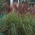 Miscanthus sinensis 'Polonus' – Molnárpántlika