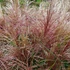 Miscanthus sinensis 'Polonus' – Molnárpántlika