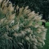 Miscanthus sinensis 'Silberfeder' – Molnárpántlika