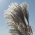 Miscanthus sinensis 'Silberfeder' – Molnárpántlika