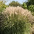 Miscanthus sinensis 'Gracillimus' - Molnárpántlika
