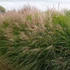 Miscanthus sinensis 'Gracillimus' - Molnárpántlika