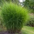 Miscanthus sinensis 'Gracillimus' - Molnárpántlika