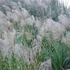 Miscanthus sinensis 'Gracillimus' - Molnárpántlika