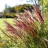 Miscanthus sinensis 'Red Chief' – Molnárpántlika